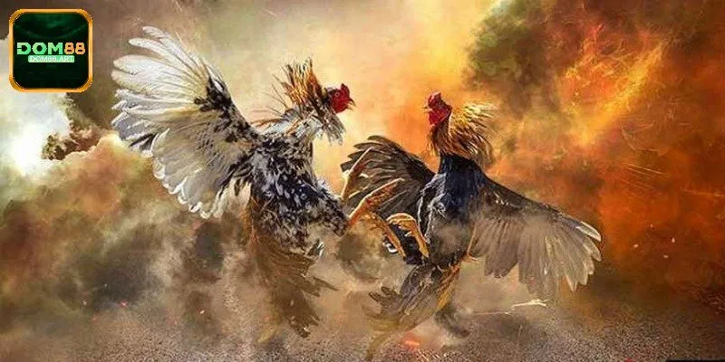 Những quy tắc then chốt để chơi đá gà nòi