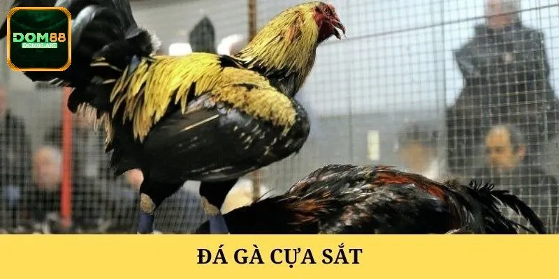 Sơ lược vài nét về đá gà cựa sắt tại Dom88